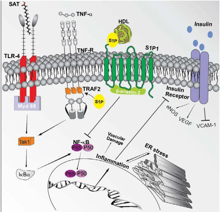 FIGURE 1 (adapted from Moura-Assis et al. 68 ). Activation of inflammatory signaling by saturated fatty acids in conditions asso- asso-ciated with obesity and their interaction with the S1P The TAK1 (Transforming growth factor b-activated kinase 1) is acti