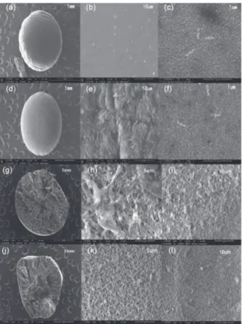 Figure 2. SEM images of PPT beads (a)-(c) before adsorption, and  (d)-(f) after adsorption of MB