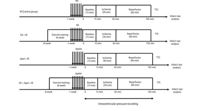 Figure 1. Illustration of the experimental groups. Animals in control group (IR) were subjected to 30 min ischemia followed by 60 min reperfusion by the Langendorff method and  saline (NS) was administered intravenously before ischemia, (EX+IR group) rats 