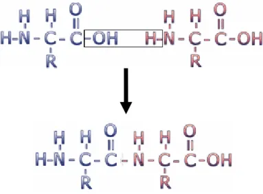 Figure 1.2-1 Process of connecting amino acids (picture adapted from [1.2-7]) 