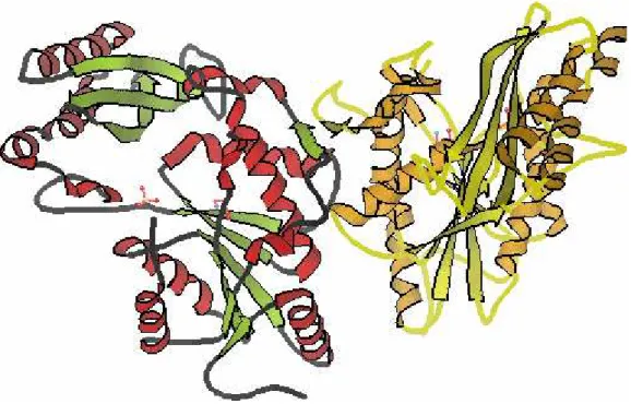 Figure 1.2-2 Image of protein with pdb_id 1n2o 