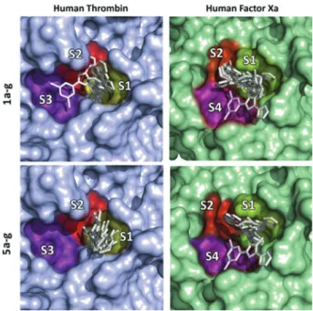 Figure 7. Molecular docking models of 1a-g and 5a-g series to the active  site of both human thrombin (blue) and FXa (green)