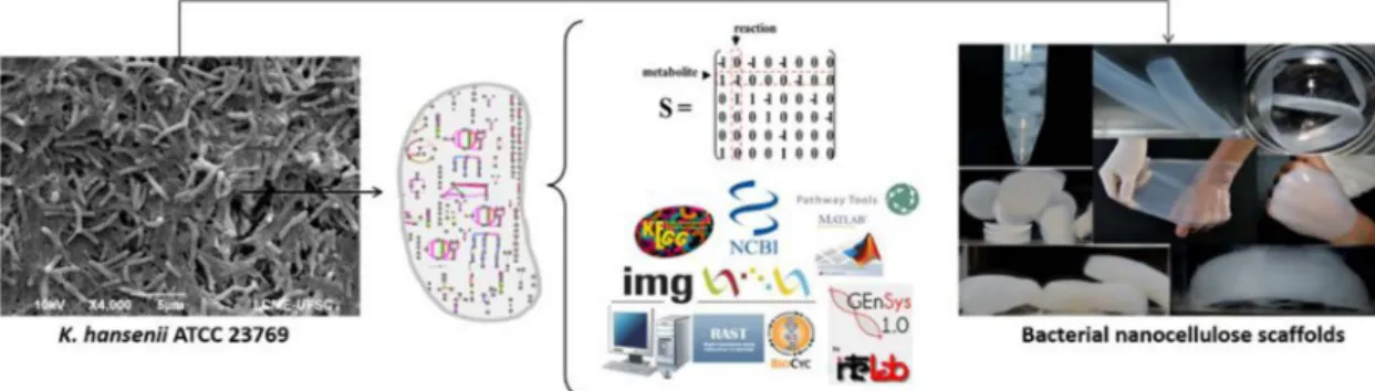 Figure 2. Biochemical analysis and computer modeling to advance the understanding of what happens inside a cell