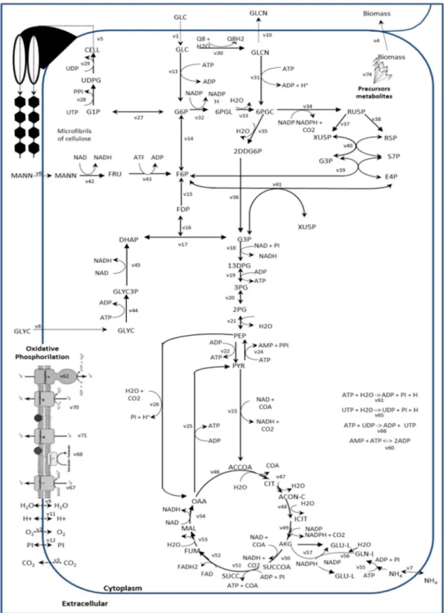 Figure 5. Representation of the core metabolic network of K. hansenii and the input of three carbon sources: glucose  (GLC), mannitol (MANN) and glycerol (GLYC)