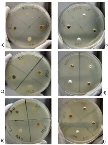 Fig. 5 shows the antimicrobial activity of AC, Cho, Cau,  and BC clays in a sterile environment and performed against  three bacterial strains of clinical interest: Staphylococcus  epidermidis ATCC 12 228, Staphylococcus aureus  ATCC 25 923, and Escherichi