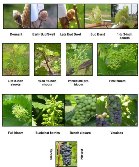 Figure 2.2: Grape vine phenological states. [5]