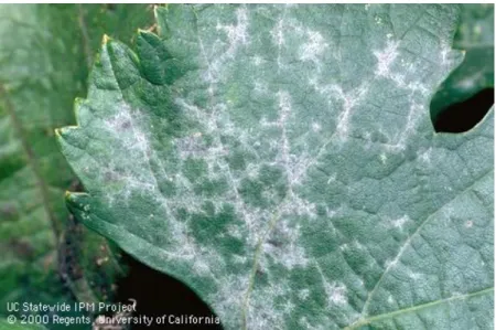 Figure 2.4: Grape plant affected with powdery mildew [9]