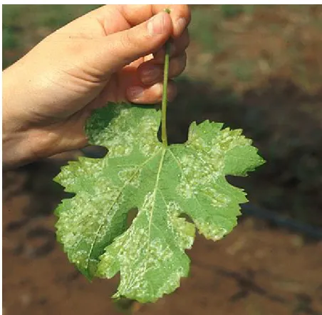 Figure 2.5: Grape plant affected with downy mildew [9]