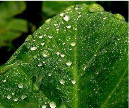 Figure 2.8: Example of leaf wetness present on a leaf. [24]