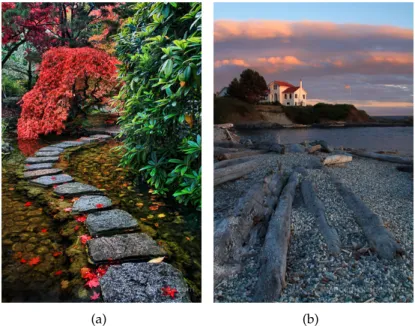 Figure 2.14: Examples of a curved line (a) that redirects the viewer’s eye to the maple tree, and vertical lines (b) that redirects to the subject in the photo.