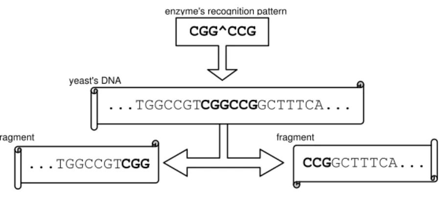 Figure 2.1: Diagram of digestion