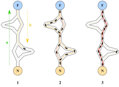 Figure 2.2: ACO ants convergence. [24]