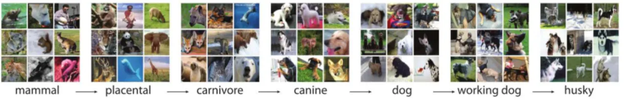 Figure 2.3: A subtree of ImageNet database.