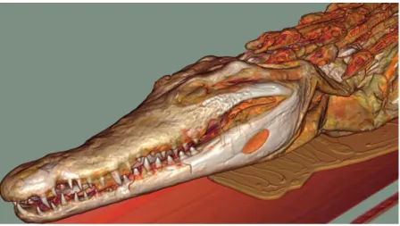 Figure 2.12: Volume ray casting applied to CT data of a crocodile. The image was ren- ren-dered by Fovia’s High Definition Volume Rendering engine [Wikb].