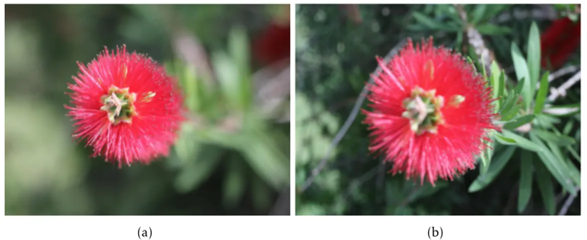 Figure 2.1: Point of focus on the flower petals (a) and point of focus on the flower stalk (b).