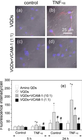Figure 4. Conjugation with VCAM-1 binding peptide specifi- specifi-cally increases the QD fluorescence signal in the VCAM-1 expressing endothelial cells