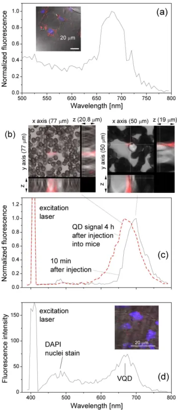 Figure 7. Blue-shift of the QD fluorescence peak from (a) cultured endothelial cells, (c) blood smear and (d) endothelial layer of mouse aorta