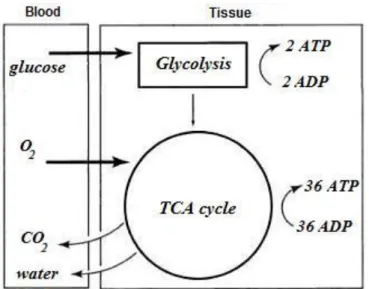 Figure 2.5: Schematic diagram of the main steps of cerebral energetic metabolism (adapted from [1])