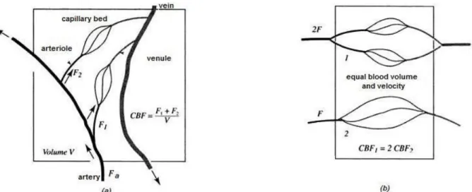 Figure 2.7: The meaning of perfusion (adapted from [1]). (a) Illustration of blood vessels within a small element tissue for  cerebral blood flow definition