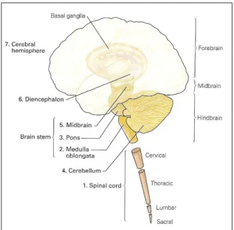 Figure 2.1: The seven main parts of the Cen- Cen-tral Nervous System. (adapted from [27]) prevalent with a lot of modifications suffered through the years, in Figure 2.2 part b) and c) one can see the division in the 52 distinct areas.