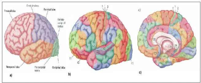 Figure 2.2: Functional divisions of the cerebral cortex. In a) we can see the four main lobes in lateral view of the left hemisphere