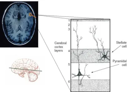 Figure 2.3: Cortex viewed trough a MRI scan and schematic representation of the its ultrastructure, evidencing the pyramidal cells.