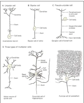 Figure 2.5: Classification of neurons in agreement with the number of processes originated in the cell body