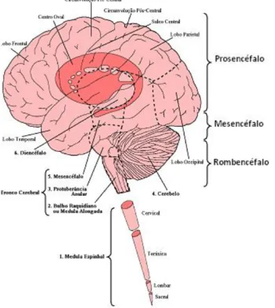 Figura 2.1 – Organização do Sistema Nervoso Central [1]. 