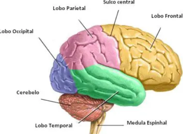 Figura 2.3 – Representação dos lobos dos hemisférios cerebrais[4]. 