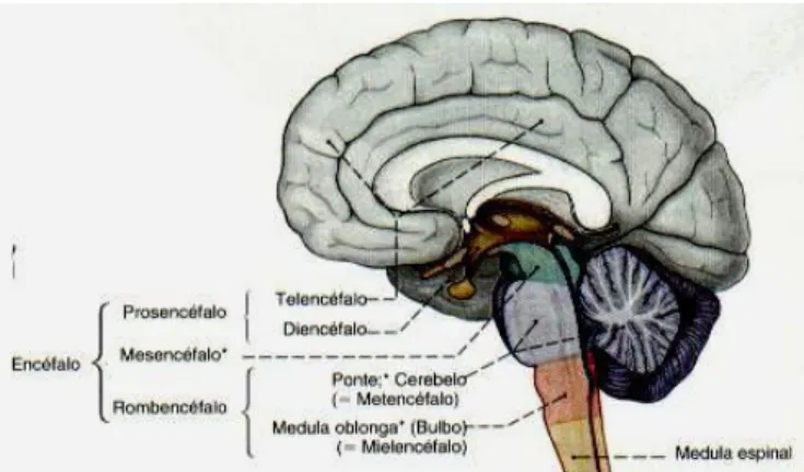 Fig. 3.2: Esquema da divisão da parte central do sistema nervoso num corte sagital. (7) 