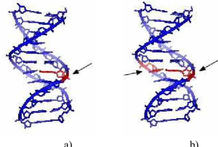 Figure 1.1 – Single (a)) and double (b)) strand breaks, SSBs and DSBs, respectively, pointed with arrows   Picture from en.wiki 