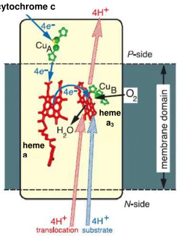 Figure I. 1 – Schematic representation of CcO function. The blue arrows represent  the O 2  reduction to water