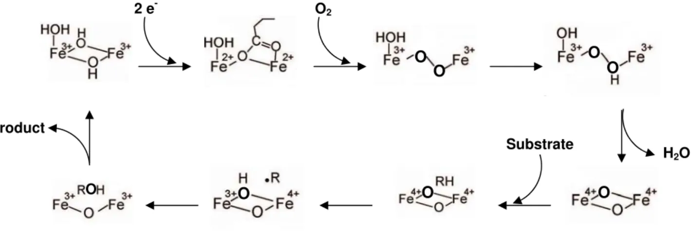Figure I. 5 – Schematic representation of sMMO catalytic cycle. Adapted from [6, 24,  25]