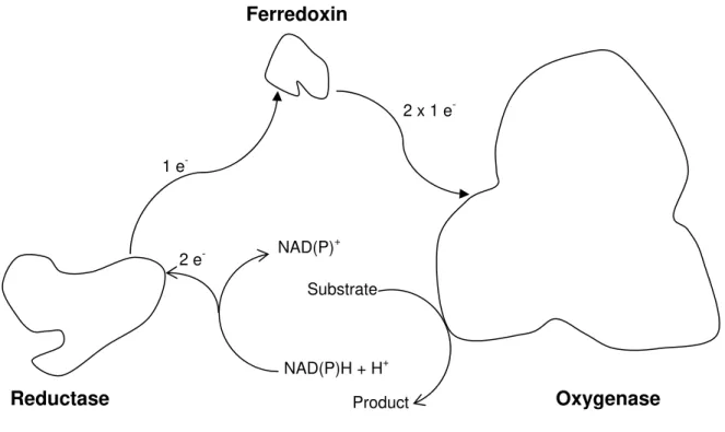 Figure I. 6 – Schematic representation of the three components of a Rieske  Oxygenase system