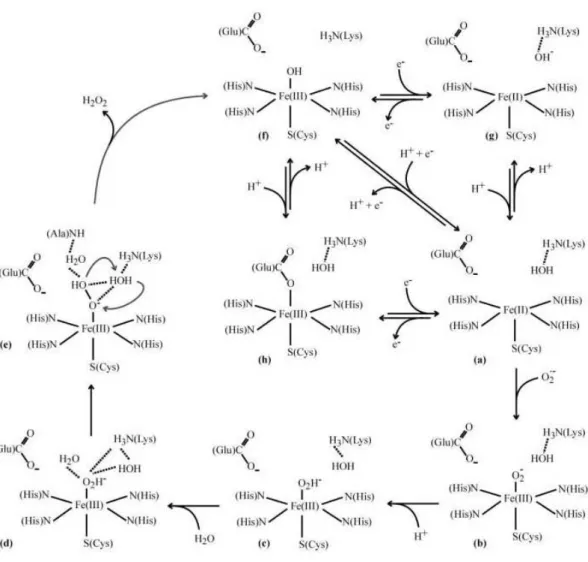 Figure I. 10 – Schematic representation of a proposed catalytic mechanism of SOR  considering the following forms: (a) ferrous active state; (b) ferric peroxo  intermediate; (c) ferric hydroperoxo intermediate; (d) an extra water molecule is  recruited; (e