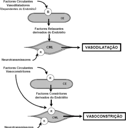 Figura 1.14 – Mecanismos de Vasoconstrição e Vasodilatação (adaptado de [28])           CE – célula endotelial; CML – célula muscular lisa; e R – receptor específico