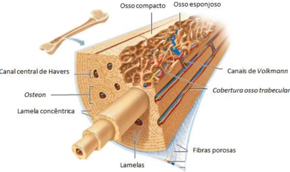 Figura 2 - Estrutura do Osso Humano [10]. 