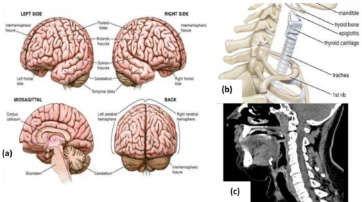 Fig. 4.1 – Exemplos de imagens anatómicas do cérebro (a), pescoço (b) e exemplo de imagem de TC ao pescoço (c) 