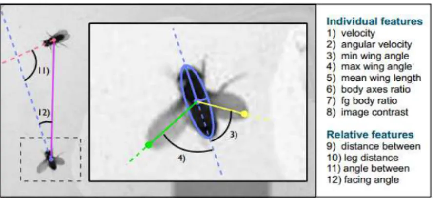 Figure 3.3: Examples of individual and relative features that can be obtained from Caltech Fly- Fly-Tracker