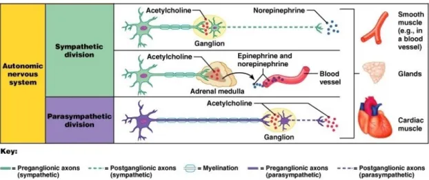 Figure 2.2: Schematic of the synaptic transmitter substances in the ANS. Adapted from [19].