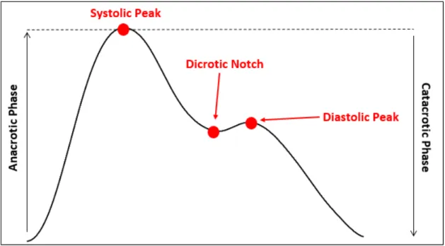 Figure 2.3: Photoplethysmogram pulse waveform. The PPG pulse is composed by the anacrotic Phase and the catacrotic phase