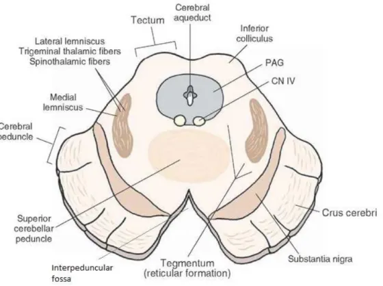 Figure 2.6: Midbrain section of the mesencephalon illustrating relevant structures for this work, such as the substantia nigra, the interpeduncular fossa and the decussation of superior cerebellar peduncle