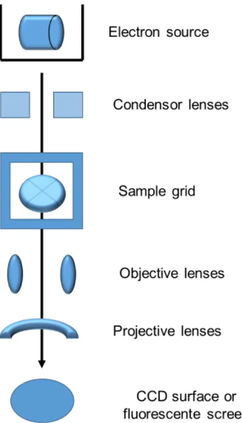 Figure 2.3  –  Schematic diagram of a Transmission electron microscopy (TEM) device. Adapted from [88]
