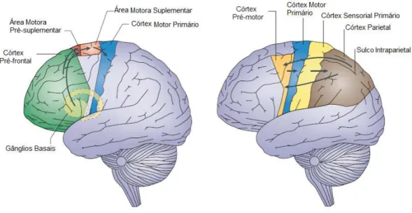 Figura 2.2: Redes neuronais do movimento voluntário. A primeira rede (imagem da esquerda) começa nos gânglios basais e córtex pré-frontal, que em seguida transmitem informação para a pre-SMA, e desta para o M1, por meio da SMA