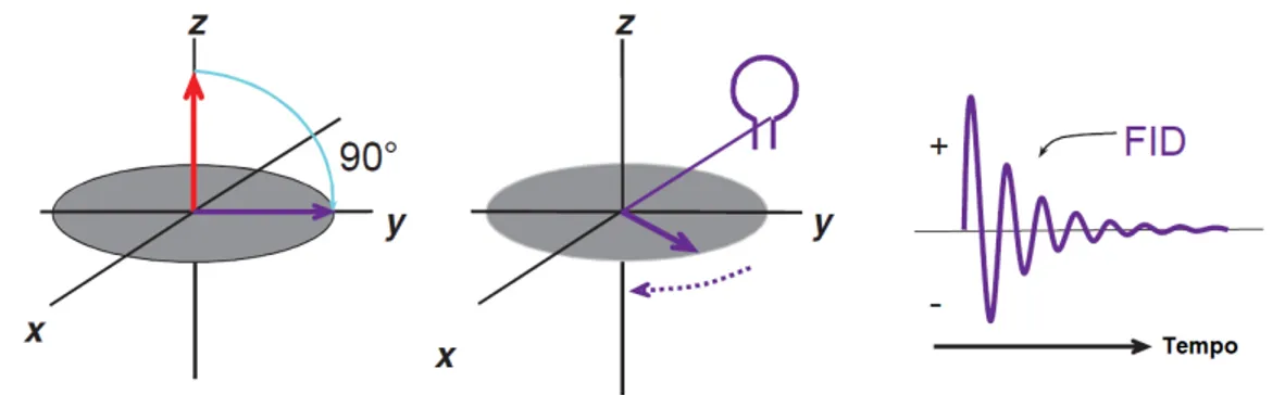 Figura 2.3: Na imagem da esquerda é possível observar a conversão da magnetização longitudinal, M z (a vermelho), para a magnetização transversal, M xy (a roxo), após a aplicação do pulso RF de 90º, na frequência de Larmor