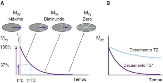 Figura 2.5: (A) Ilustração do Relaxamento Transversal. A perda de coerência de fase da magnetização transversal M xy dá-se de forma exponencial com uma constante de decaimento igual a T2, que corresponde ao tempo necessário até M xy atingir 37 % da sua mag