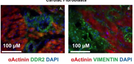 Figure 4.4 - Immunohistochemistry results 