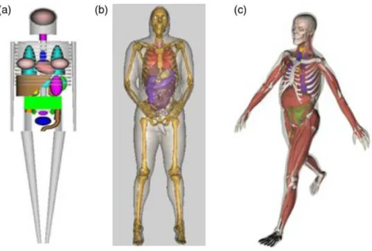 Figure 3.1: Depiction of the three computational phantom generations: (a) Stylized phantom; (b) Voxel phantom (displayed in smooth surfaces); (c) BREP phantom