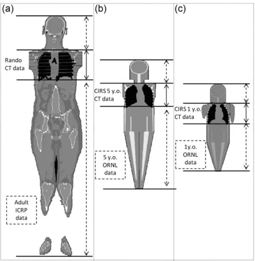 Figure 3.3: Whole body models with CT data appended at the top and bottom of the scanned volume with data from computational phantoms used in the study performed by Kalender et al