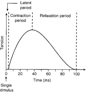 Figure 2.4: Schematic representation of twitch contraction as a response to a single stimulus after a latent period.